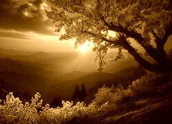 Sepia