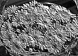 Skamielina