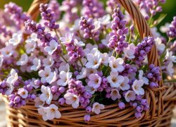 Oryginalny obrazek