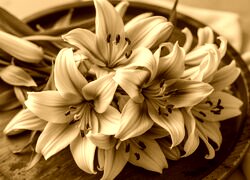 Sepia