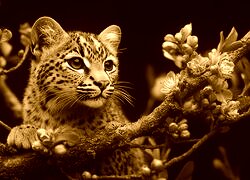 Sepia