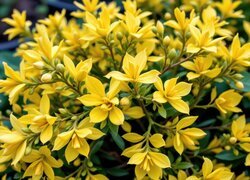 Oryginalny obrazek