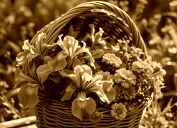 Sepia