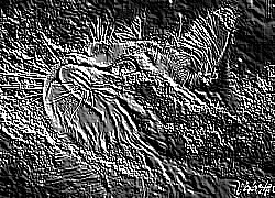 Skamielina