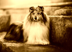 Sepia
