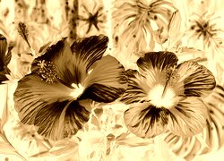 Sepia + Negatyw