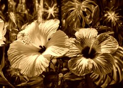 Sepia