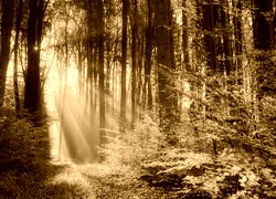 Sepia