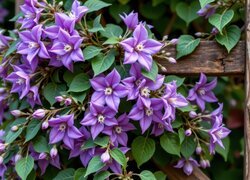 Oryginalny obrazek