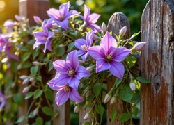 Oryginalny obrazek