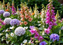 Oryginalny obrazek