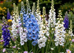 Oryginalny obrazek