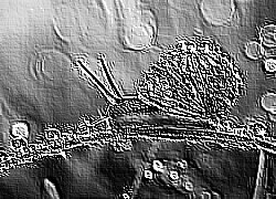 Skamielina