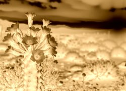 Sepia + Negatyw