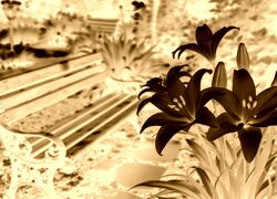 Sepia + Negatyw