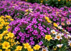 Oryginalny obrazek