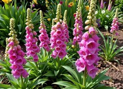 Oryginalny obrazek