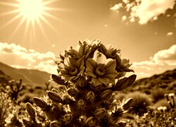 Sepia