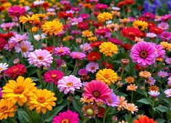 Oryginalny obrazek