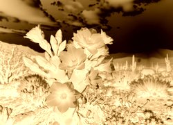 Sepia + Negatyw