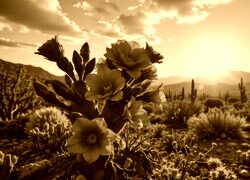 Sepia