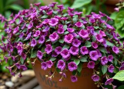 Oryginalny obrazek