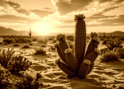 Sepia