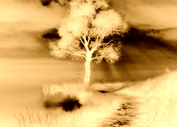 Sepia + Negatyw