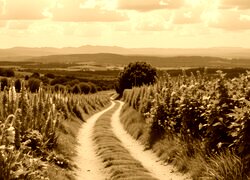 Sepia