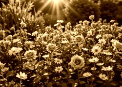 Sepia