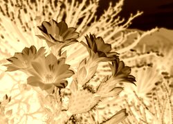 Sepia + Negatyw