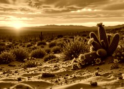 Sepia
