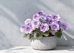 Oryginalny obrazek