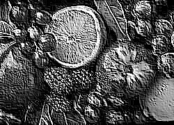 Skamielina