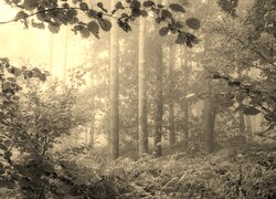 Szary + Sepia