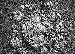 Skamielina