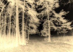 Sepia + Negatyw