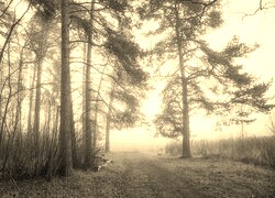 Szary + Sepia