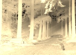 Sepia + Negatyw