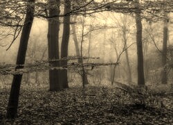 Szary + Sepia