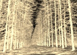 Sepia + Negatyw