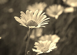 Szary + Sepia