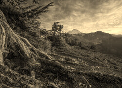 Szary + Sepia