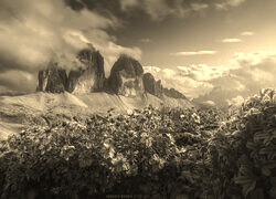 Szary + Sepia
