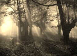 Szary + Sepia