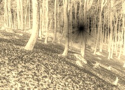 Sepia + Negatyw