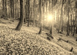 Szary + Sepia