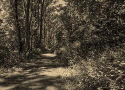 Sepia