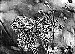 Skamielina