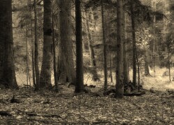 Szary + Sepia